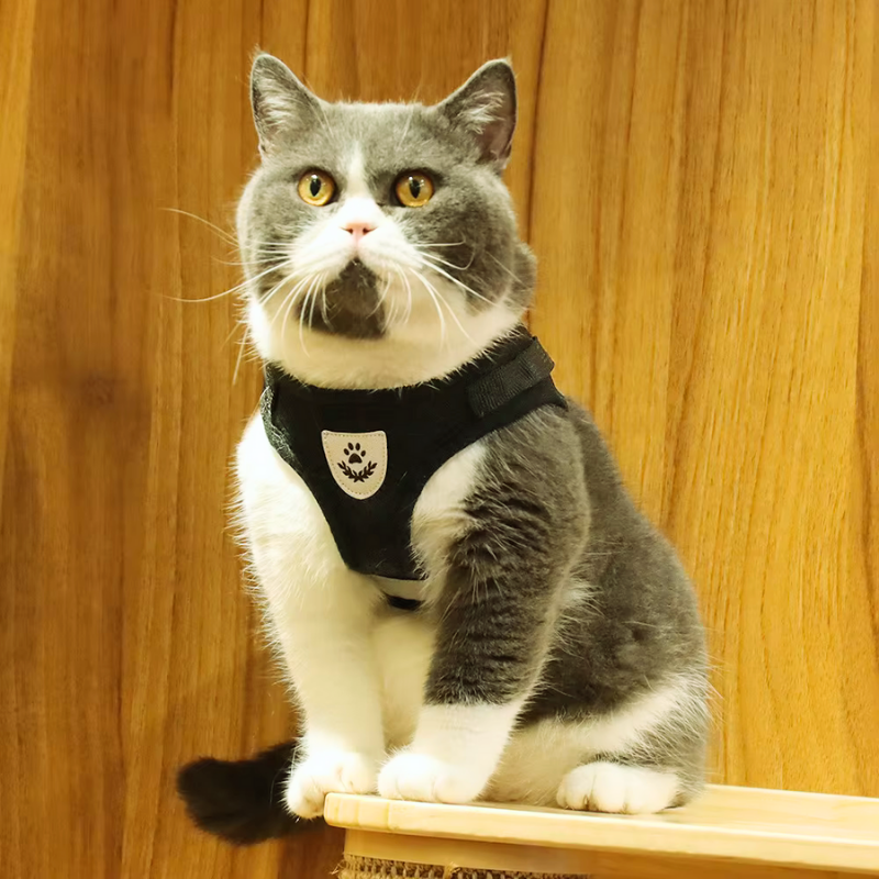 Harnais de sécurité pour chat
