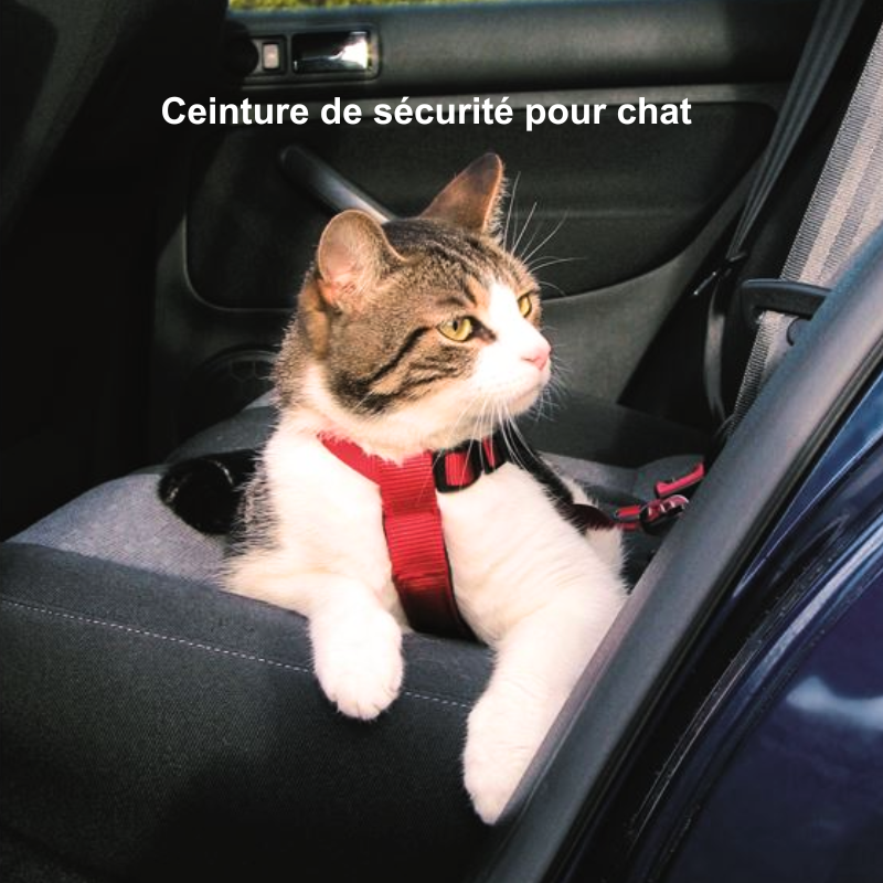 Ceinture de sécurité de voiture réglable pour chat