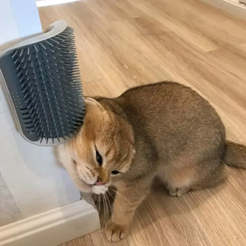 Brosse de massage murale pour chat