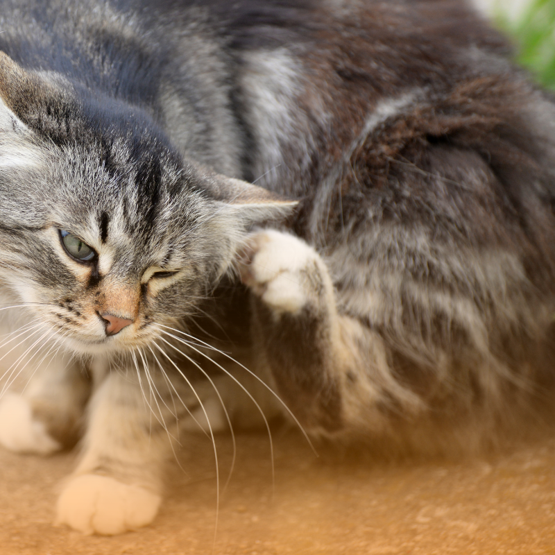Peigne anti puces en acier inoxydable chat