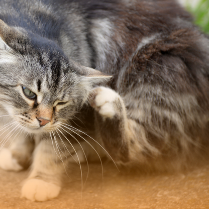 Peigne anti puces en acier inoxydable chat