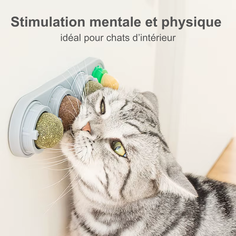 Jouet mural rotatif à herbe à chat – 4 saveurs naturelles