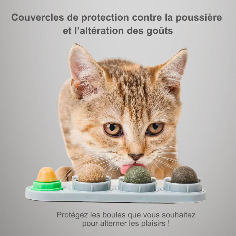 Jouet mural rotatif à herbe à chat – 4 saveurs naturelles